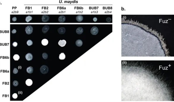 Figure  2.3.  Mating  tests  between  P.  prolifica  (PP)  and  U.  maydis  strains  on  PDA-charcoal  plates