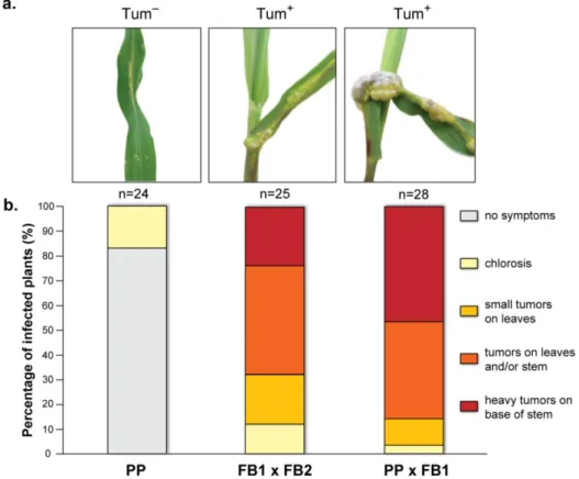 Figure  2.5.  Plant  pathogenicity  resulting  from  infection  with  PP    FB1.  (a)  Tumour  morphology  (Tum + )  observed at 9 dpi maize plants is depicted for infections with U