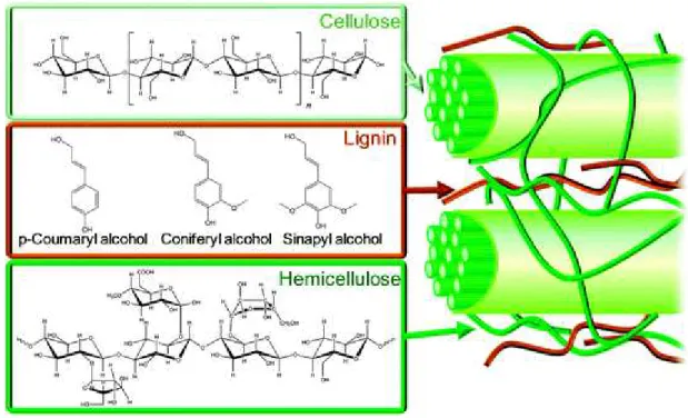 Figure 1.5 - Schematic structure representation of lignocellulosic biomass with cellulose, hemicellulose,  and lignin represented