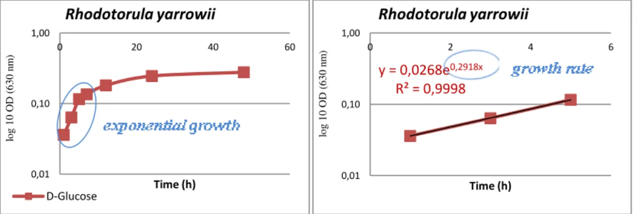 Figure 3.2 - Example of growth curve and growth rate calculation of Rhodotorula yarrowii in the  minimum growth medium with D-Glucose as the only carbon source