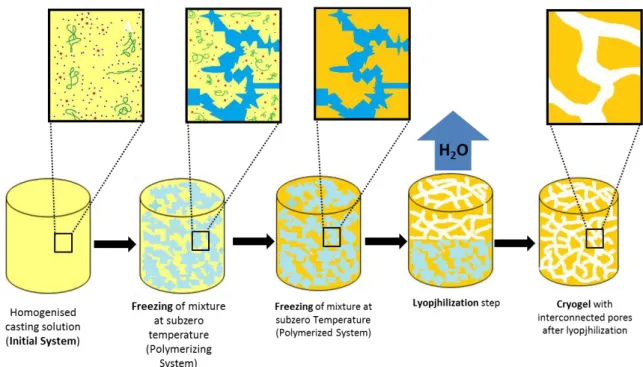 Figure 3.3. – Cryogelation process: The initial system comprising a reaction mixture rich on gel- gel-forming  units  is  frozen;  despite  looking  as  a  whole  firm  block,  the  system  is  essentially  heterogeneous  containing  an  unfrozen  liquid  