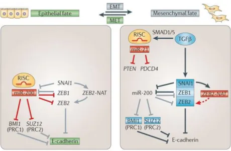 Figure  1.3  -  Non-coding  RNA  regulation  of  mesenchymal-epithelial  transition  by  controlling  E-Cadherin  expression