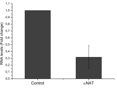 Figure  3.1  -  Downregulation  efficiency  assay,  Zeb2NAT  expression  level  in  WI-38  HuFs  treated  with  LNA  GapmeRs targeting Zeb2NAT transcripts (αNAT) compared to wild type WI-38 HuFs (Control).