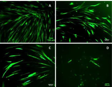 Figure  3.2  -  Human  fibroblast  cell  lines  WI-38(A),  3YR  (B),  11YR  (C)  and  73YR  (D)  transduced  with  GFP  retrovirus for transduction efficiency positive control (Photos were taken with Zeiss Axiovert 200M microscope  with x10 amplification) 