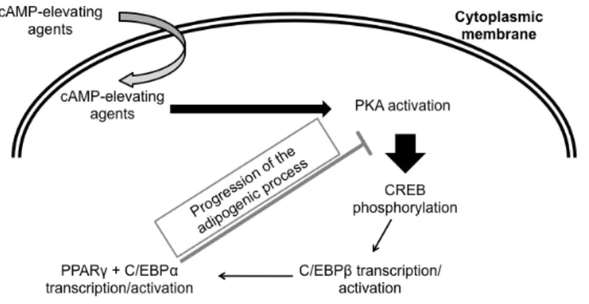 Figure 1.3: Adipogenic transduction pathways.  