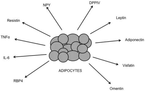 Figure 1.6: Examples of molecules secreted by the adipose tissue with varied effect  