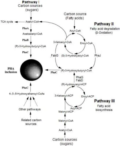 Figure  2.4  –  Metabolic  pathways  involved  in  synthesis  of  PHA.  PhaA,  β  -ketothiolase;  PhaB,  NADPH- NADPH-dependent acetoacetyl-CoA reductase; PhaC, PHA synthase; PhaG, 3-hydroxyacyl-ACP-CoA transferase; 