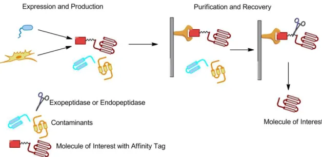 Figure 1.3 – Expression of fused protein in different hosts, purification and recovery of the fused protein using  an Affinity Tag with a sequence for recognition of an enzyme