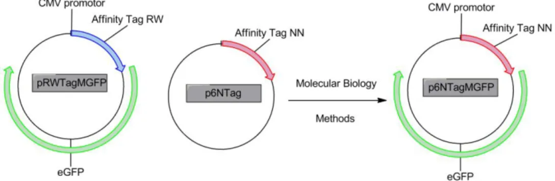 Figure 2.11  - Construction of the vector p6NTAgMGFP, that expresses in mammalian cells the fused protein  GFP  tagged  with  hexapeptide  NN