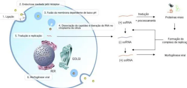Figura 2. Etapas do processo de replicação do DENV. A primeira etapa no processo de infecção do  DENV é a ligação (1) ao receptor viral, seguido de endocitose mediada por receptor (2)