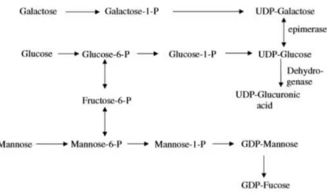 Figure  1.1 – Metabolic mechanism representing the  sugar nucleoside synthesis that are involved in the  biosynthesis of exopolysaccharides in Gram-negative bacteria (Kumar et al., 2007)