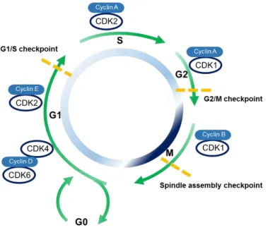 Figure  1.3  -  Cell  cycle  phases  and  the  cyclin-CDK  complexes  associated  with  each  phase,  as  well  as,  the  checkpoints involved in cell cycle regulation