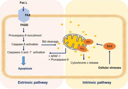 Figure 1.4 - Extrinsic and intrinsic pathways of apoptosis cell death. The schematic diagram describes the signalling  molecules involved in the extrinsic (death receptor) and intrinsic (mitochondrial) apoptosis pathways