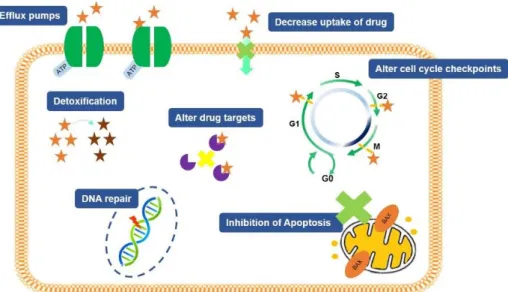 Figure 1.7 - Multiple mechanisms responsible for chemoresistance in tumor cells. These includes decreasing drug  accumulation  in  tumor  cells  through  efflux  pumps,  increasing  cellular  detoxification,  altering  the  cell  cycle  checkpoints, alteri