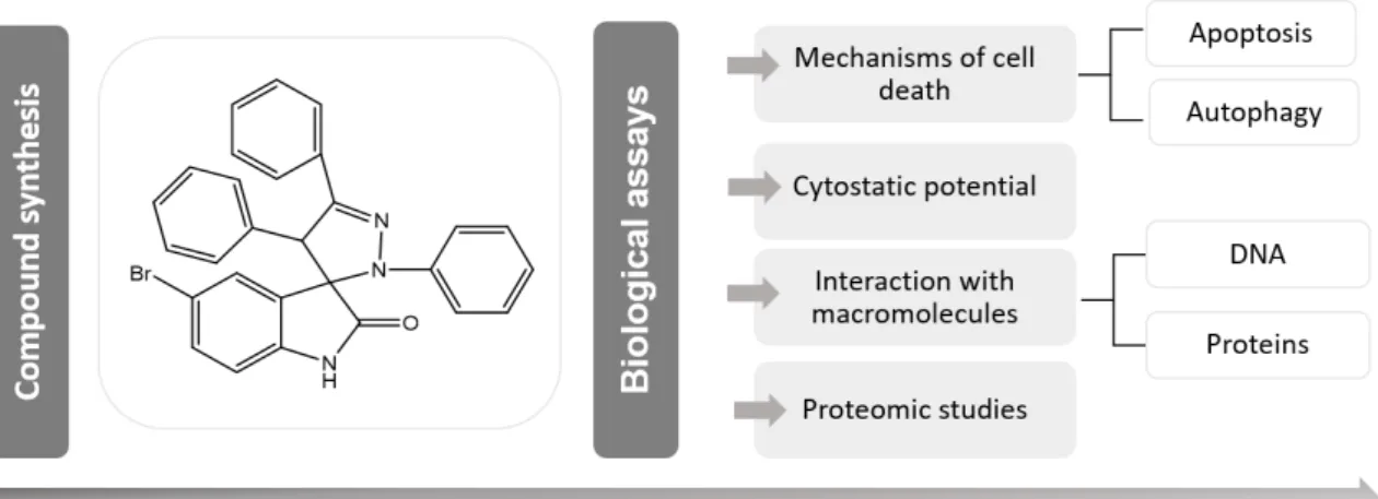 Figure 1.10 - Workflow process for AM130 chemotherapeutic agent study in cancer cells and healthy cells