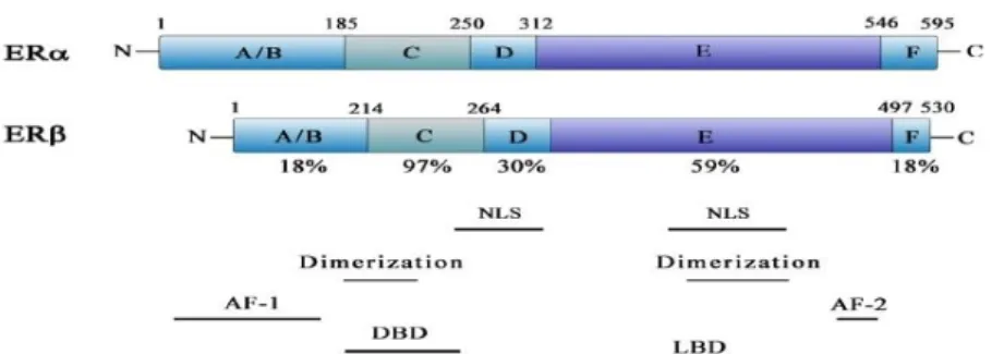 Figure 1.2. Schematic representation of functional domains of human ERα and ERβ. 