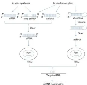 Figure  1.4.  RNAi  tools  and  enzymatic  processes  involved  in  mRNA  targeting  and  degradation