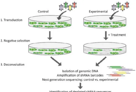 Figure 1.5. Workflow of a negative selection shRNA screening using NGS. 