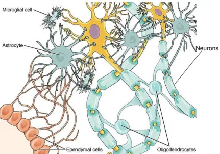 Figure 1.2 – Schematic representation of the glial cell types interacting with neurons