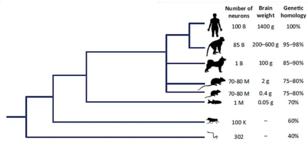 Figure I.1  – Phylogenetic tree of major model species. Adapted from Stewart et al. 2014.
