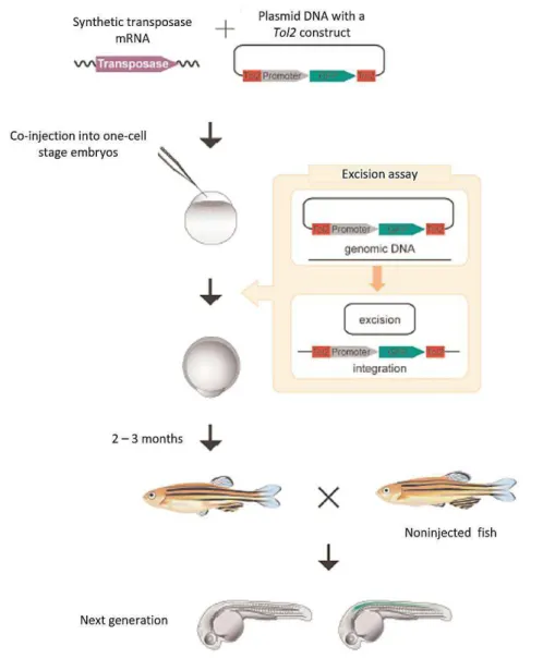 Figure I.4  – Scheme of transposition of a Tol2 construct in zebrafish. The synthetic transposase mRNA  and a plasmid DNA containing a Tol2 construct are co-injected into one-cell stage zebrafish embryos