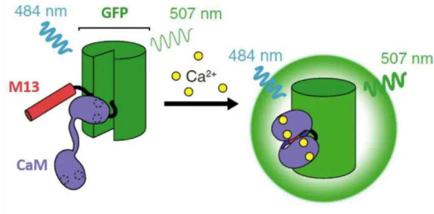 Figure  I.6  –   Genetically  encoded  calcium  ion  indicator  GCaMP.  In  the  presence  of  Ca 2+ ,  calmodulin  (CaM) binds to the M13 peptide, causing a conformational change in CaM-M13 interaction, which leads to  an increase of brightness