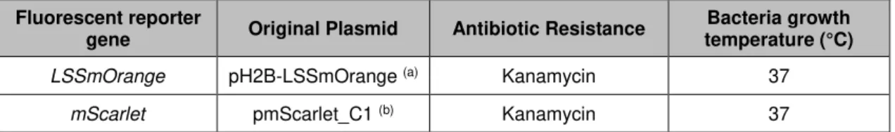 Table II.1 – Original plasmids with genetically encoded fluorescent reporter genes, antibiotic resistance and  bacteria growth temperature