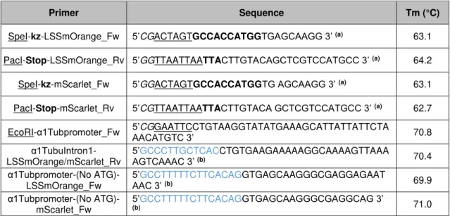 Table  II.2  - Primers  used  for  the  amplification  of  DNA  fragments,  corresponding  sequences  and  melting  temperature (Tm)