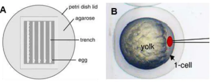 Figure  II.1 – Microinjection  in  one-cell  stage zebrafish embryos.  (A) Schematic  representation  of  an  injection plate