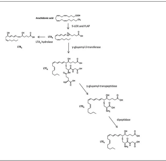 Figure 1.6. Representation of the LT metabolism. AA is converted into LTA 4  by the action of 5-LOX and FLAP