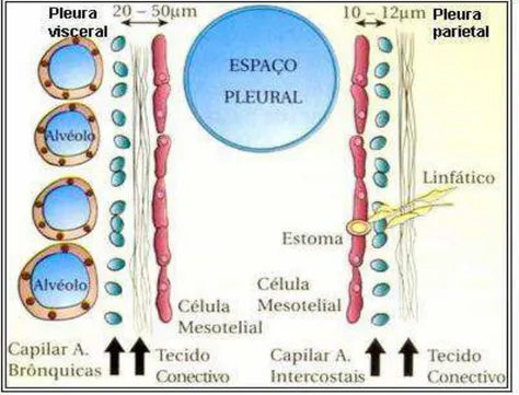 Figura 1 - Anatomia e Formação do líquido pleural normal (5). 