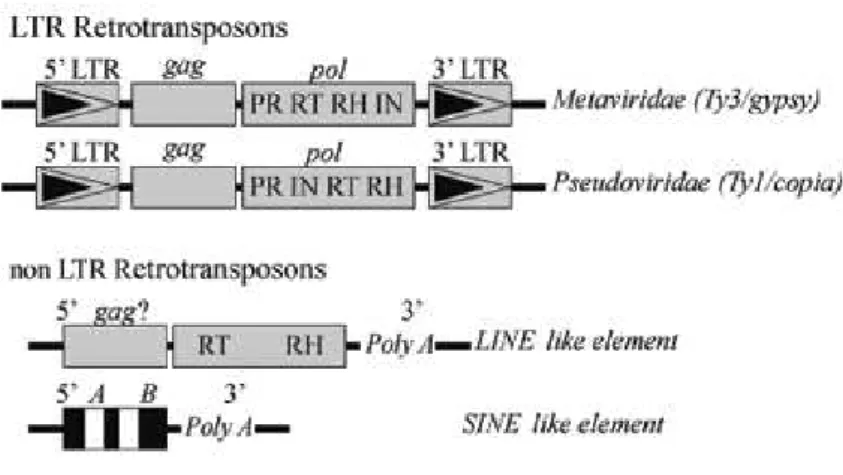 Figure  1.1  –  Schematic  representation  of  structural  characteristics  of  retrotransposons