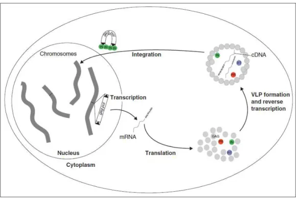 Figure  1.2  –  The  life  cycle  of  LTR  retrotransposons.  LTR  retrotransposons  contain  LTRs  at  both  ends  of  the  gag-pol  coding region as shown by black triangles and propagate by a “copy and paste” mechanism