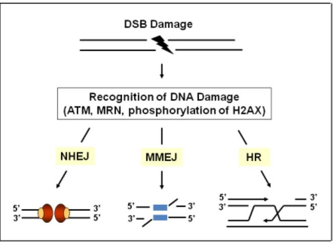 Figure  1.5  –  Non-homologous  end  joining  (NHEJ)  DNA  repair  pathway.  DSB  repair  is  initiated  by  binding of the Ku70-Ku80 complex to the DSB ends,  resulting in conformational changes that allow binding  of  DNA-PKcs,  a  DNA-dependent  protein