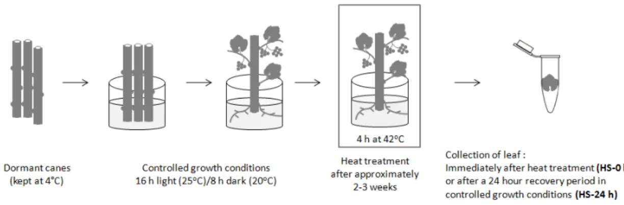Figure  2.1.2  –  Heat stress treatment. Dormant canes  maintained at 4  o C  were  transferred to controlled growth  conditions (16 h light (25  o C)/8 h dark (20  o C))  for approximately 2-3  weeks