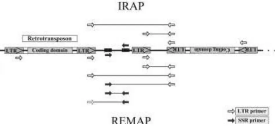 Figure  2.4  –  IRAP  and  REMAP  PCR.  In  IRAP,  LTR  primers  (white  arrows)  amplify  genomic  DNA  flanking  retrotransposons or loose LTRs in opposite orientations