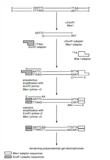Figure  2.6.1  –  Amplified  Fragment  Length  Polymorphism  (AFLP)  procedure.    DNA  is  fragmented  with  the  restriction  endonucleases  EcoRI  and  MseI  followed  by  ligation  of  correspondent  adapters  to  the  ends  of  each  fragment