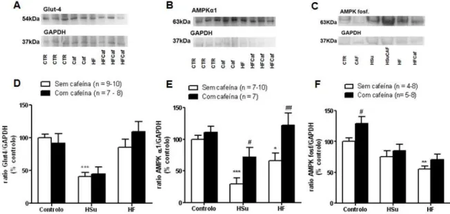 Figura  3.12.  Efeito  do  consumo  crónico  de  cafeína  na  expressão  dos  Glut4  e  AMPKα1  e,  na  fosforilação  da  AMPKα1 Thr 172  no músculo-esquelético em ratos controlo e submetidos a uma dieta rica em sacarose (HSu) e  rica em lípidos (HF)