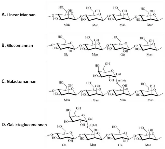 Figure 1.1  –  Typi cal mannan and heteromannans structure. (A) Linear mannan with a backbone of β -1,4  linked  mannose  (Man)  residues;  (B)  Glucomannan  structure  formed  by  a  main  chain  of  β -1,4  linked  mannose and glucose (Glc) residues; (C)