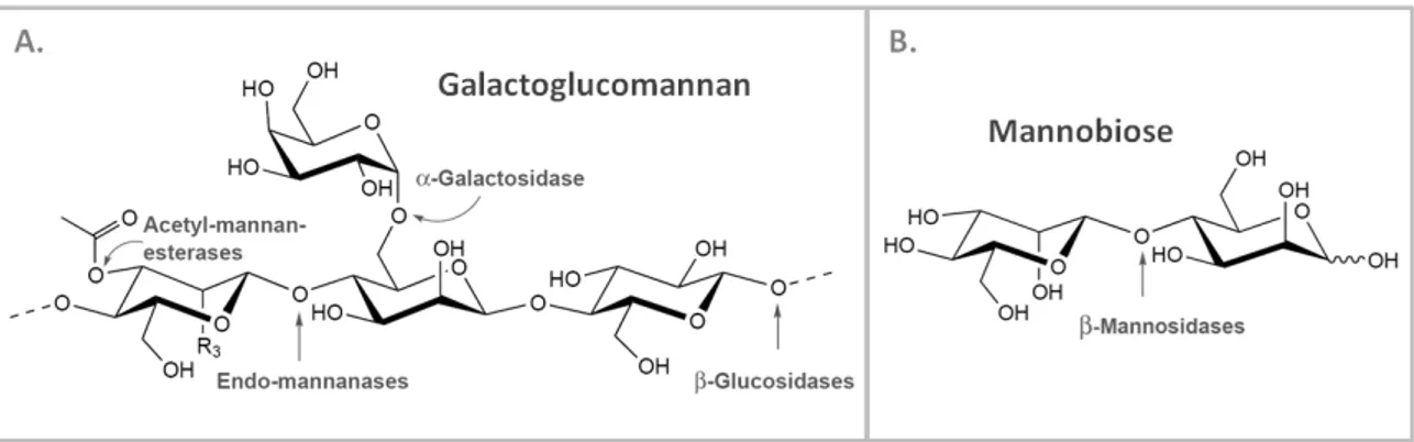 Figure 1.2  –  Mannan-based saccharides and the mannanases responsible for their degradation