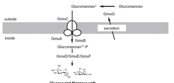 Figure 1.3 –  GmuA-G model for glucomannan utilization in B. subtilis .  Adapted from Sadaie et al