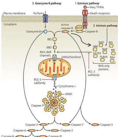 Figure 1.7  –  Illustration of the different activation pathways of apoptosis. Extrinsic pathway (1) as well as intrinsic (2) and  granzime  B  pathway  (3)  are  depicted  alongside  with  their  main  intervenients