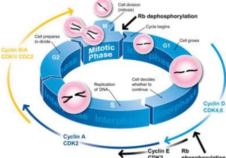 Figure 1.8 – Illustration of the regulation of the mammalian cell cycle. Key CDK/cyclin complexes role in the distinct phases  of  the  cell  cycle  is  also  displayed