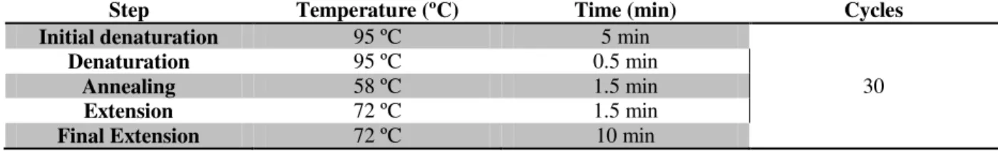 Table 2.4 – PCR amplification program for the 16S rRNA gene in mycoplasma detection protocol