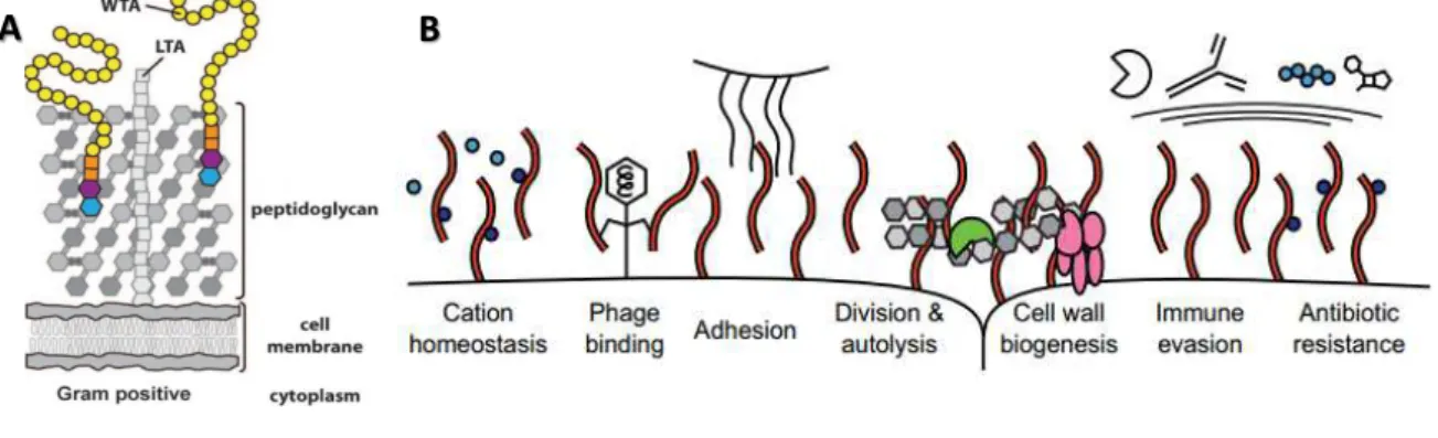 Figure  1.2.  Simplified  illustration  of  Gram-positive  bacterial  cell  envelope  and  the  TAs  functions