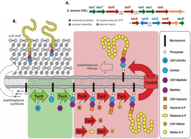 Figure  1.4.  Genes  and  proteins  involved  in  the  primary  Staphylococcus  aureus  WTA  biosynthetic  pathway