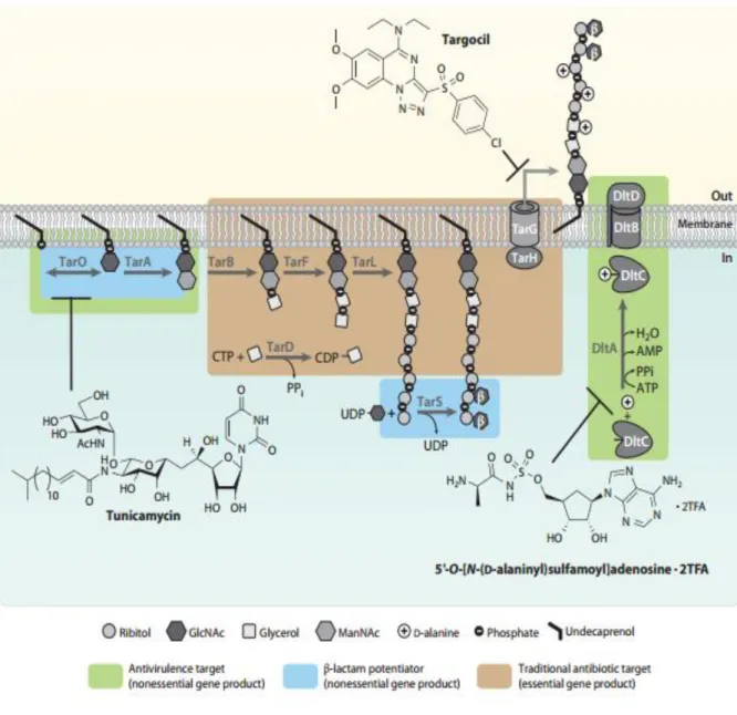 Figure 1.5. Staphylococcus aureus WTA biosynthetic pathway, with potential antibiotic targets