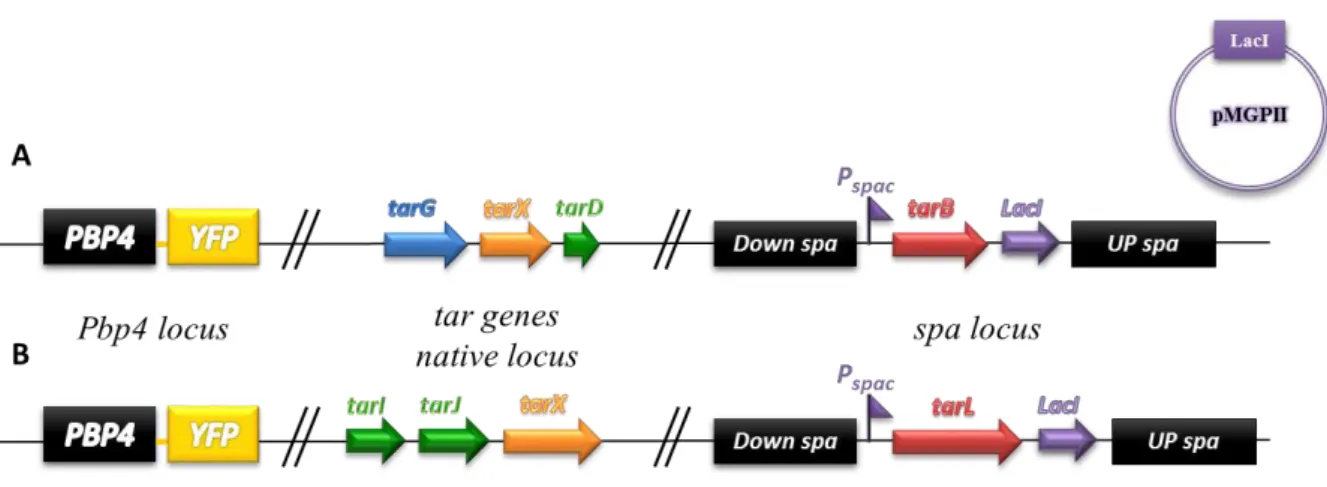 Figure 3.1. Schematic representation of the inducible mutant constructs. A. S. aureus strain with inducible  tarB gene NCTCΔspa::tarB i; B