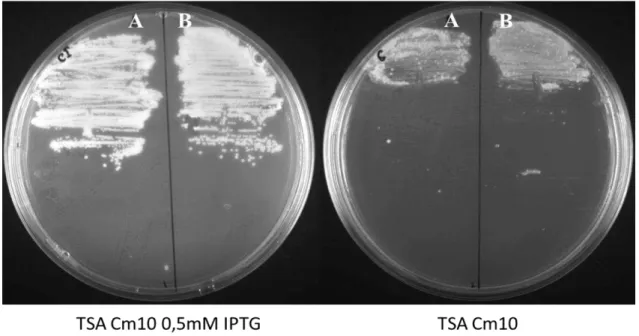 Figure  3.3.  Growth  of  S.  aureus  in  the  presence  or  in  the  absence  of  TarB  and  TarL