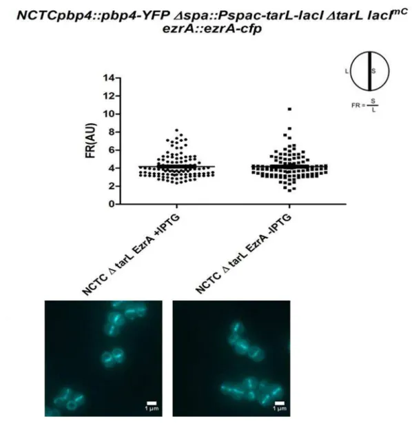 Figure 3.12. Septal localization of EzrA is not lost in the absence of TarB or TarL. Quantification of  septum  (S)  versus  lateral  membrane  (L)  fluorescence  (fluorescence  ratio,  FR)  of  EzrA  in  A)  NCTC Δspa::tarBΔtarBi EzrA-cfp  or B)  NCTC Δsp